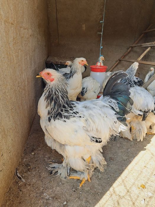 Cocosi brahma de 5 luni