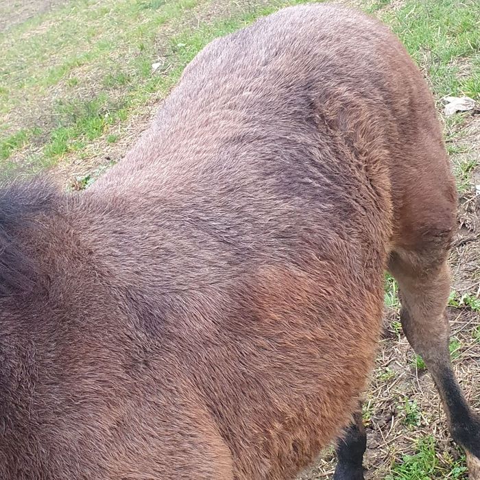 Vand manz  sau schimb cu vitei