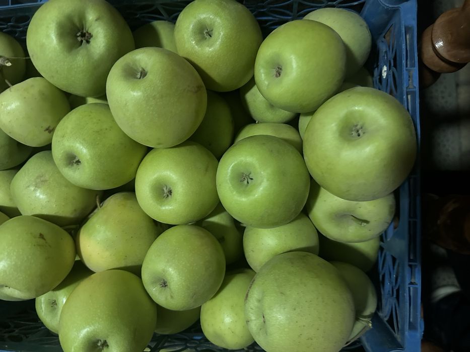 Olma optom narxlarda 7000 so’m