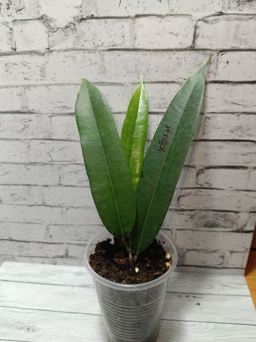 Продам сортовые фикусы