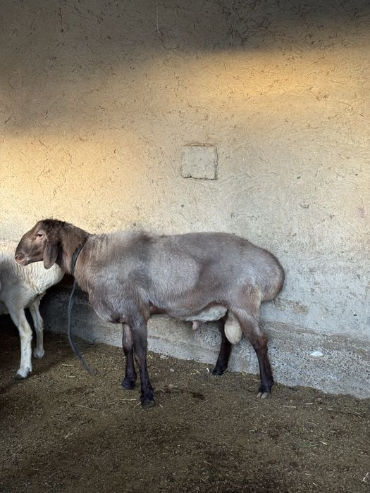 Qõchqor sotiladi