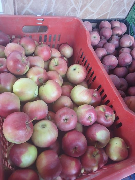 Vând mere diverse soiuri