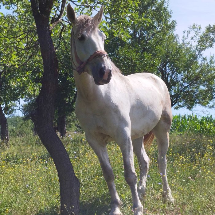 Iapă de vânzare 5 ani