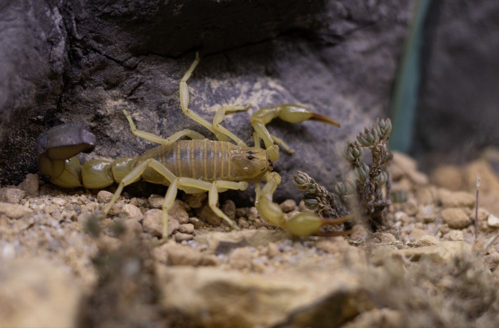 Пустинни скорпиони и терариуми