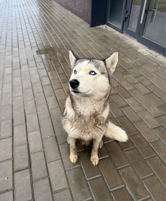 Хаски ищет срочно дом девочка