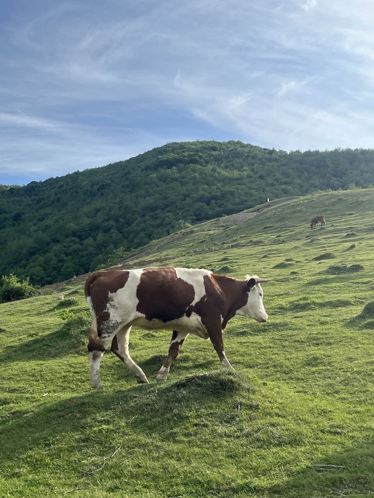 Vând jumică gestantă