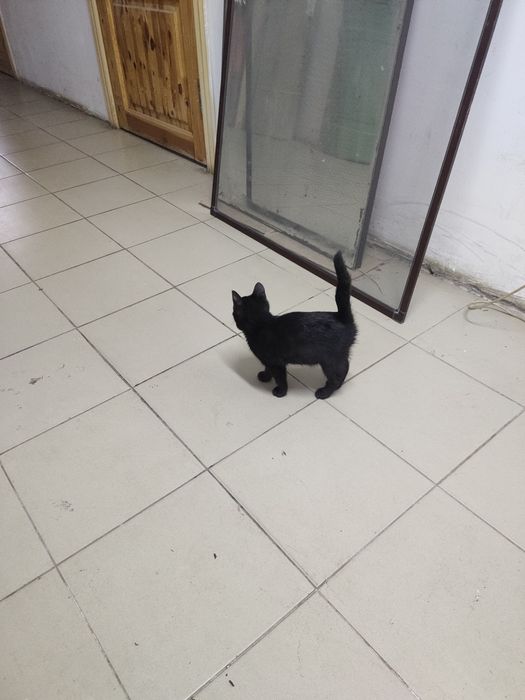 Отдам котенка в добрые руки