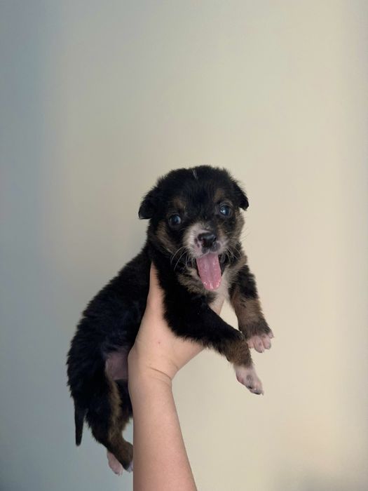 Отдаём в хорошие руки щенка-девочку, 1 месяц