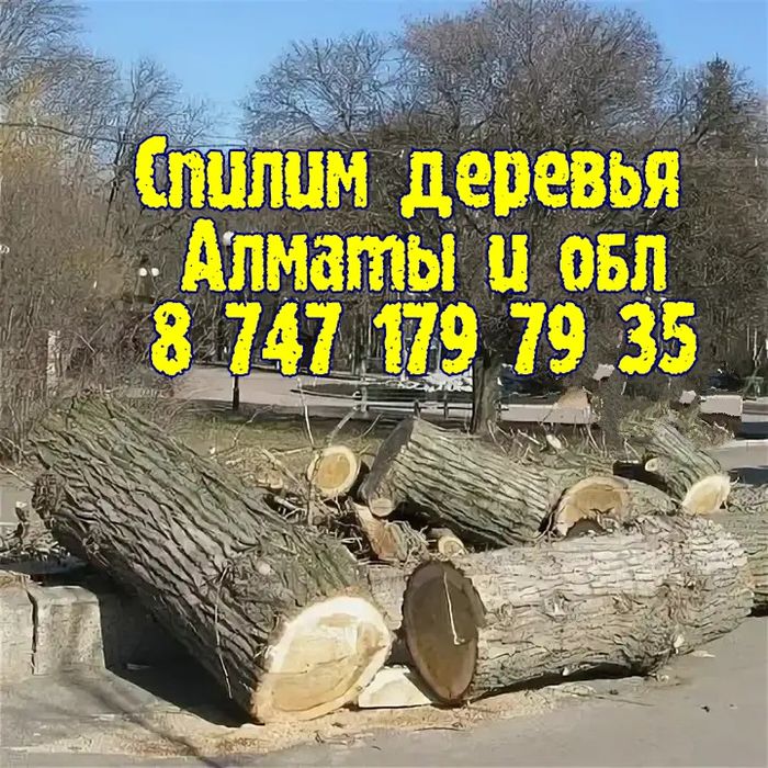 Спил деревьев. Спилить дерево. Спилим. Пилим обрезка