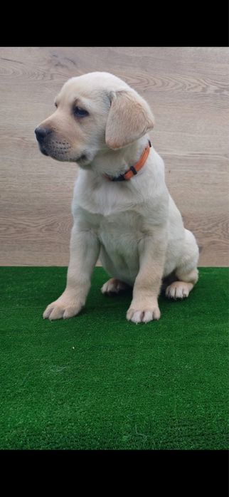 Donez puiut Labrador