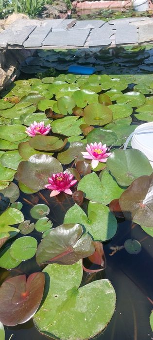Продавам водни лилии и растения.