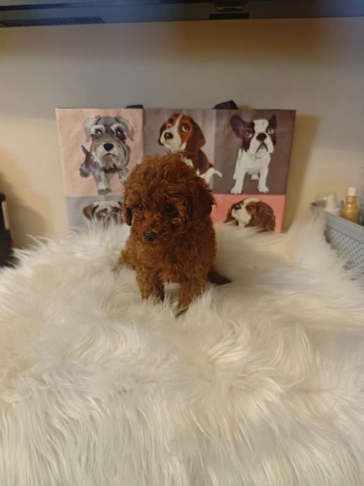 Той пудел/ toy poodle