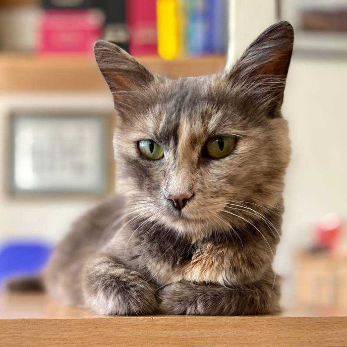 Подарявам млада женска костенуркова котка Patch