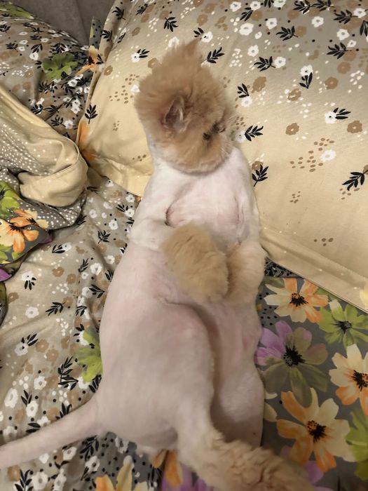 donez pisica persana