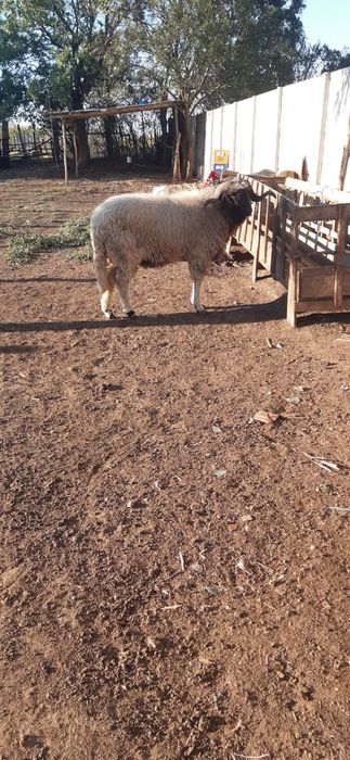 Vand Berbec rasa Turcana