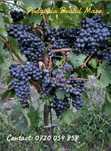 Vand struguri  Feteasca Neagra si Merlot