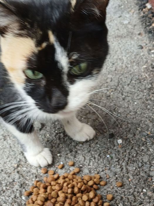 Женско котенце търси дом