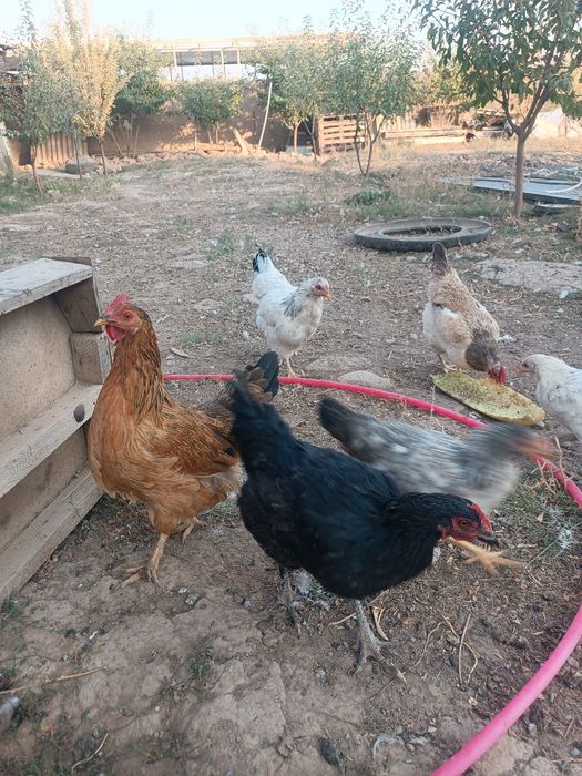 Қазақы тауықтар .