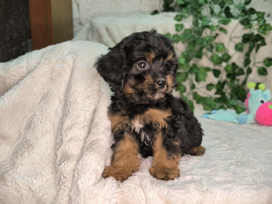 Vand fetita Cavapoo black and tan F1.