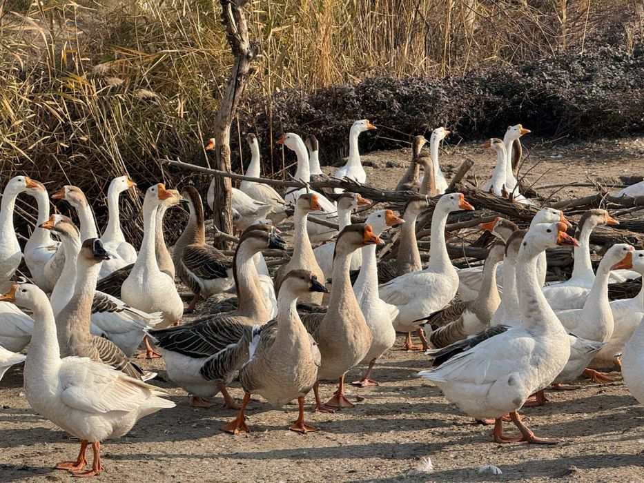 Gozlar sotiladi tuhumga krgan