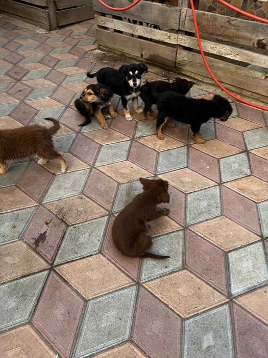 Donez 6 puii de caine