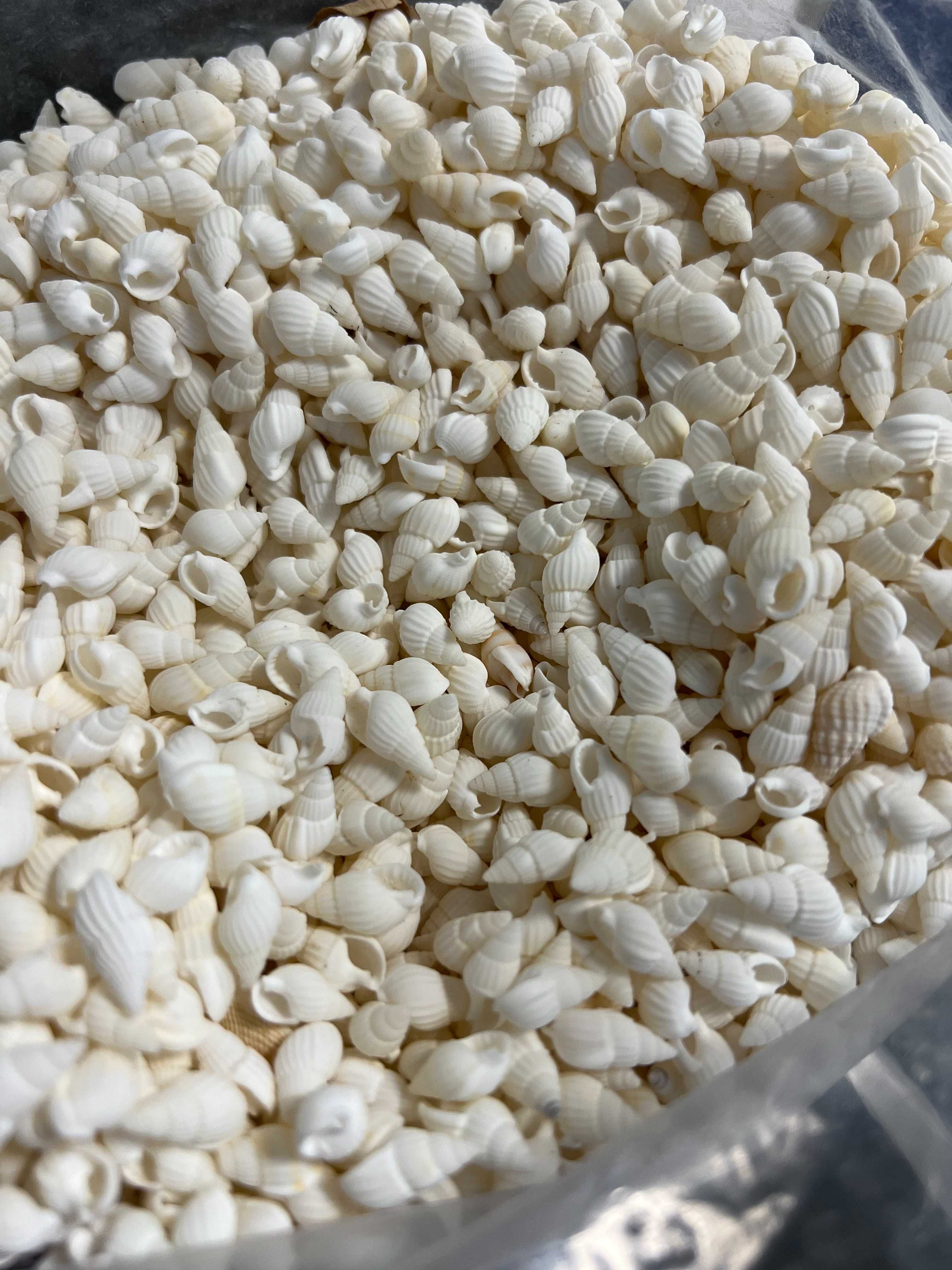 Морски раковини, миди, рапанчета