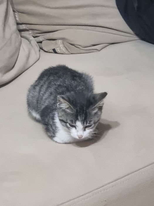 Котенок  в добрые руки бесплатно