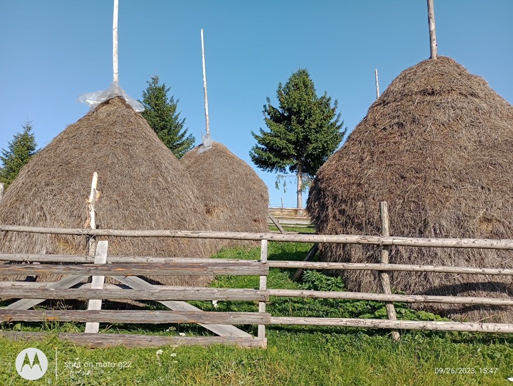 De vânzare patru clăi de fân