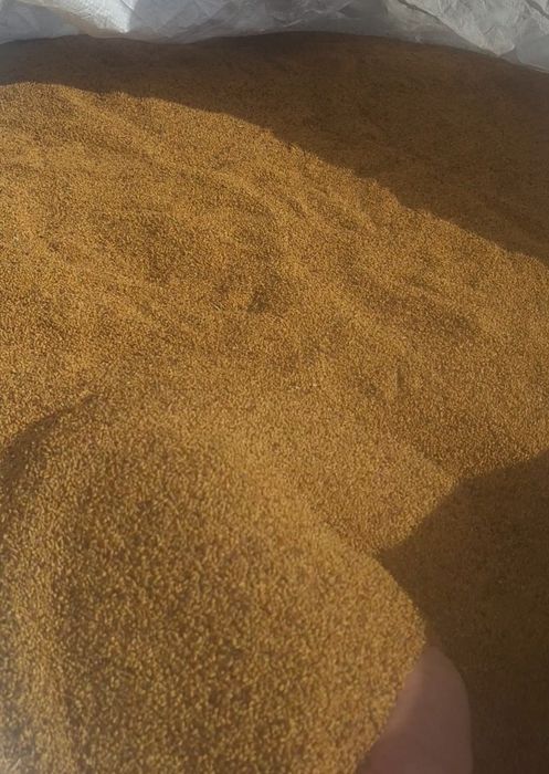 Samanta Lucerna Selectată recolta 2025