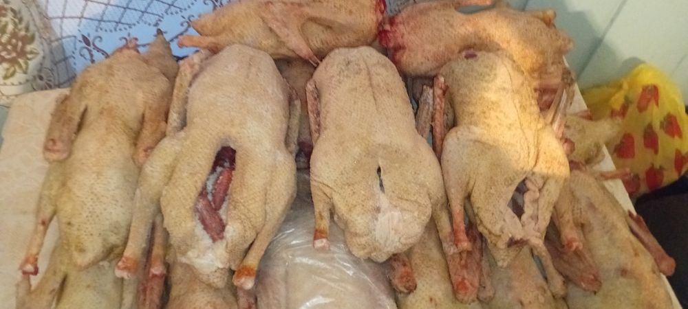 Продам мясо гусей ,домашние .
В большом количестве мясо гусей.
Оптом и