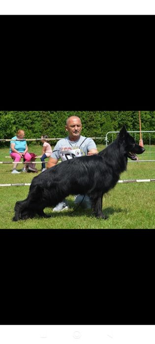 Pui Ciobanesc german cu pedigree