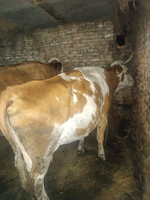 Vaca de vânzare.
