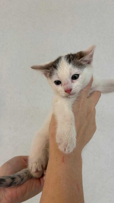 Pui de 5-6 saptamani pentru adoptie
