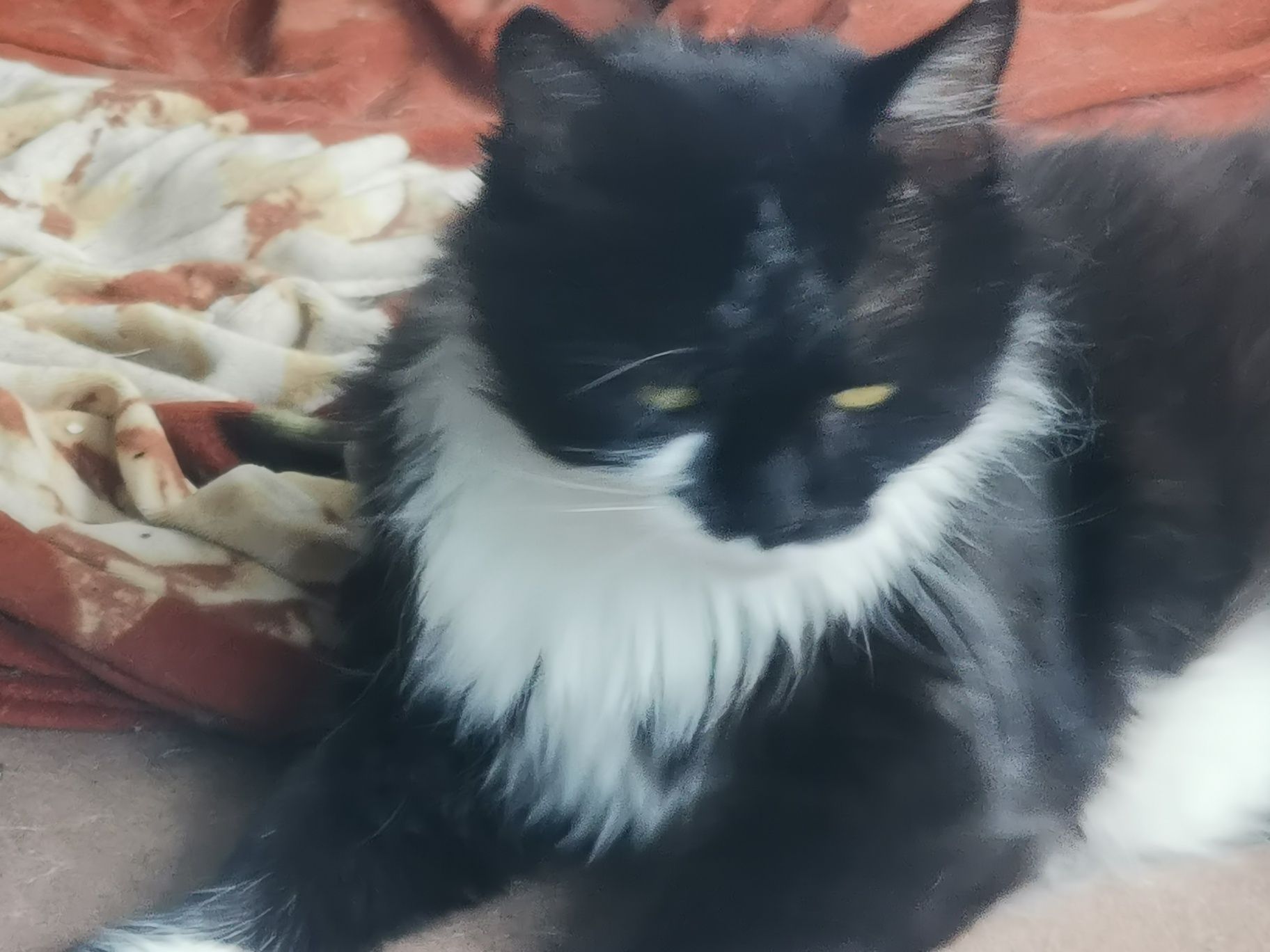 Котка за осиновяване