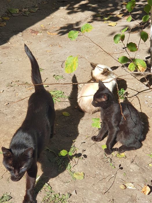 Исламские котята и черный