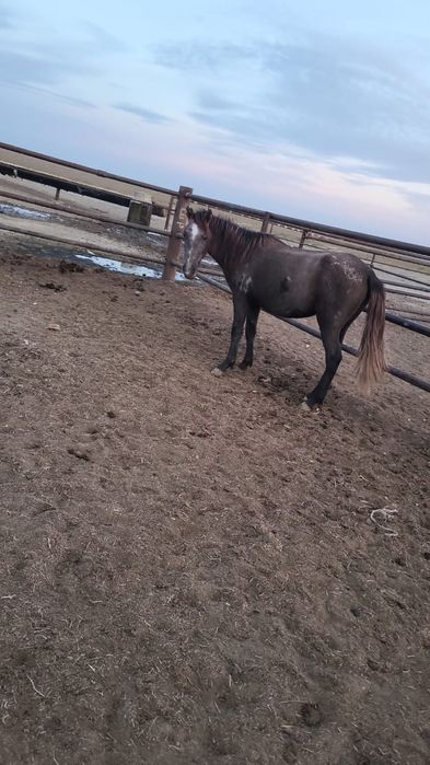 Дөненшығар байтал сатылады буаз