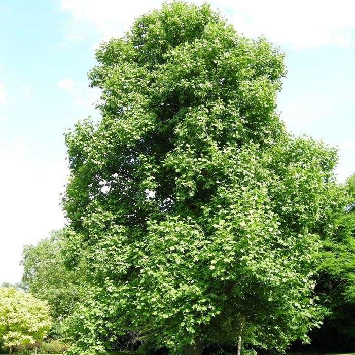 Pomi Ornamentali (Arborele De Lalea )