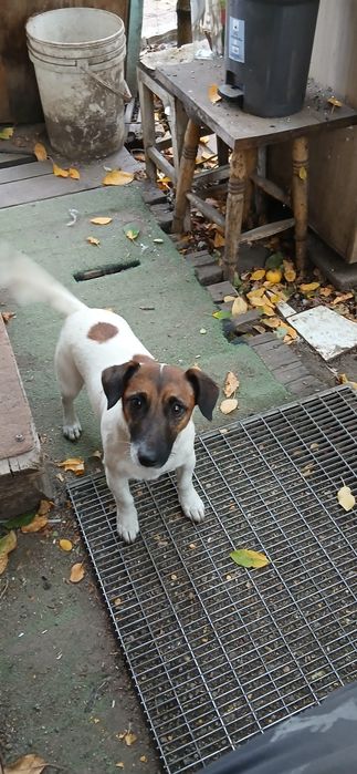 Jack Russel Terrier gratis