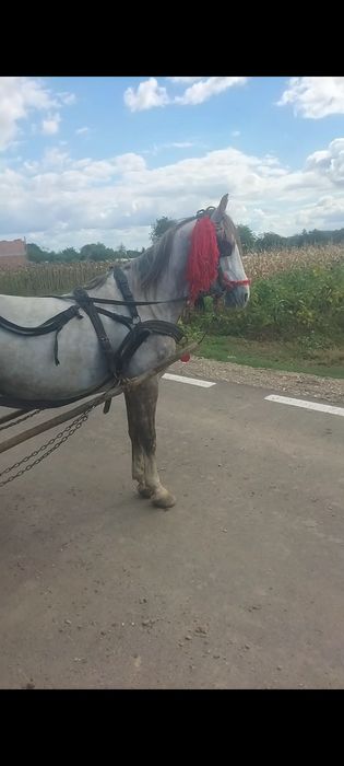 Vând cal  de 7 ani  cuminte