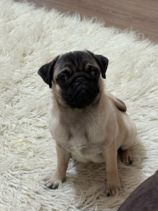 Продается мопс девочка