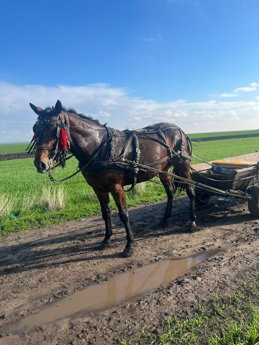 Vând carlana de 3 ani