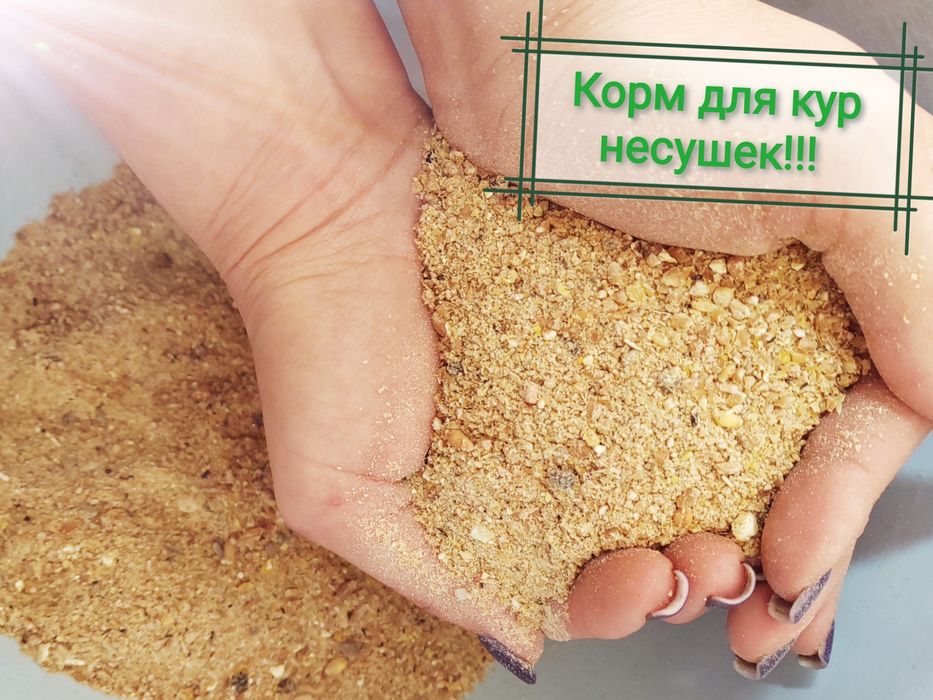 Корм для кур несушек