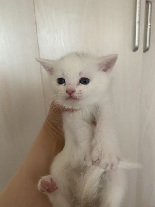 Скоттиш страйт. 16. 10. 25. Угил бола