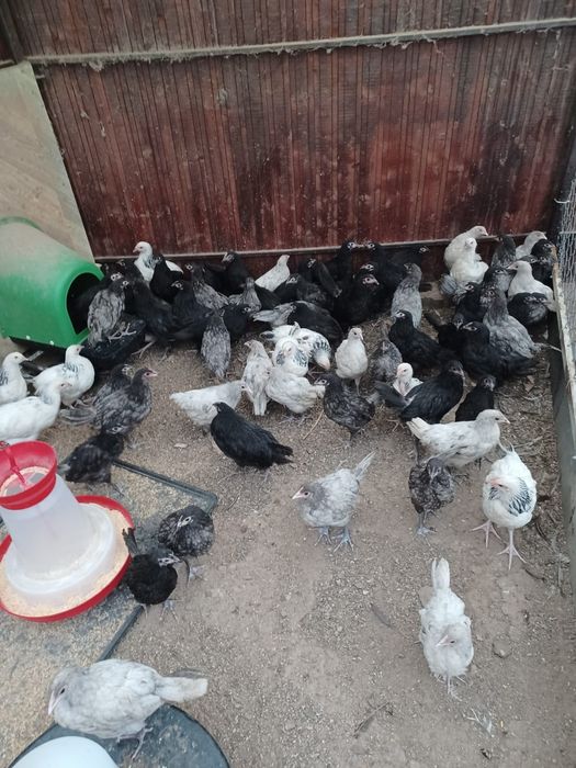Pui australorp negru albastru și splash