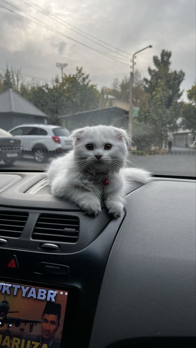 Qordek oppoq scotish fold