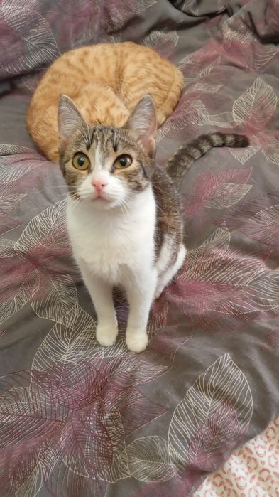 Пристраивается в добрые руки