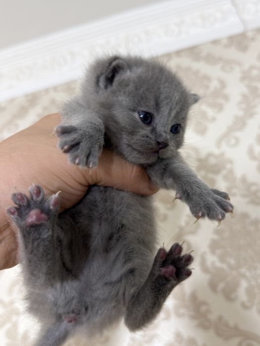 Mushuk skotish fold strayt sotladi