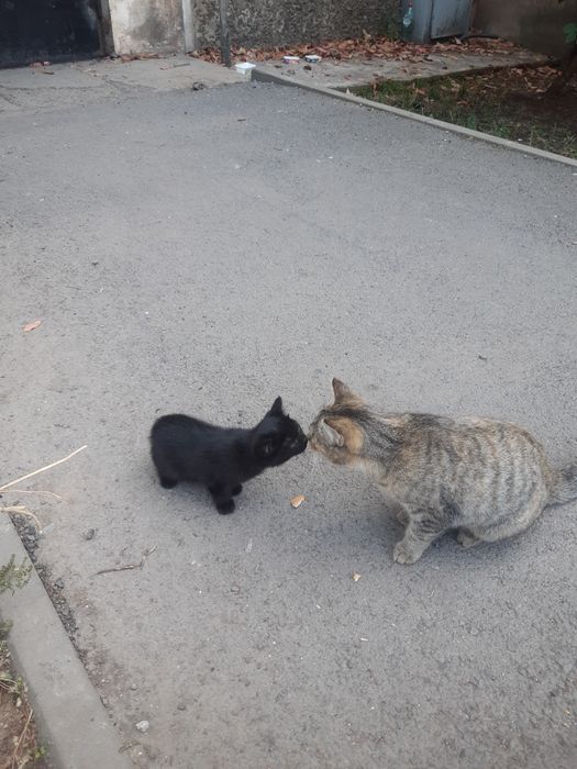 Отдается котенок 1.5 в хорошие ручки