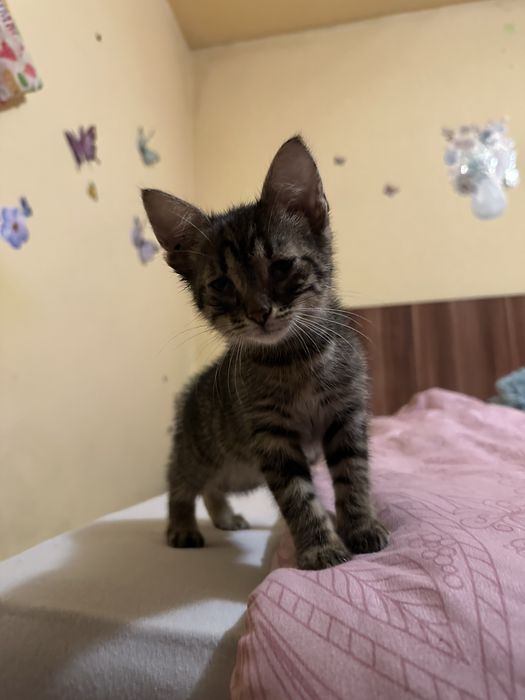 Motanel spre adoptie