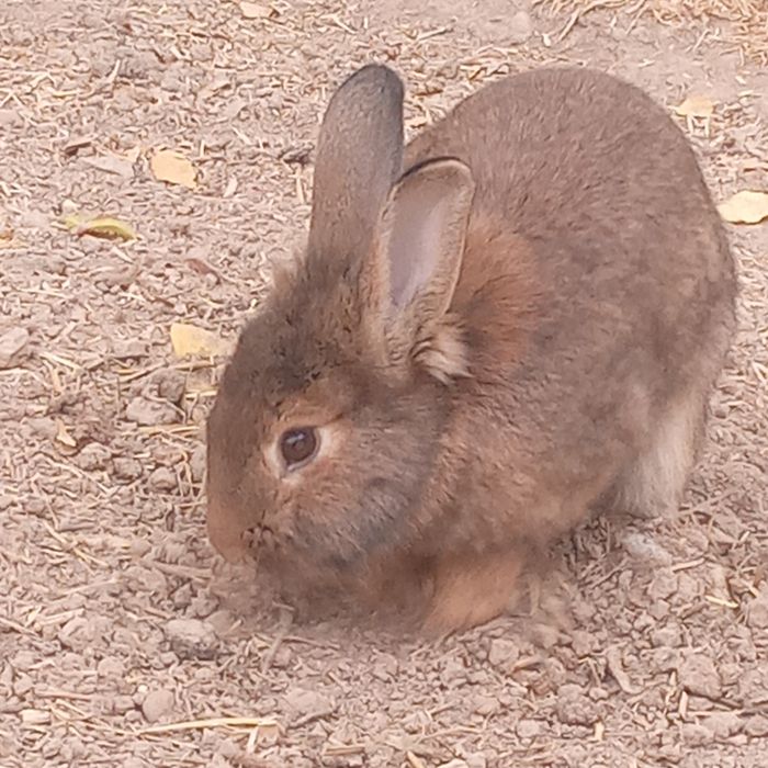 Erkak quyon sotiladi